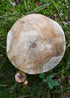 Rustikaler Holzhocker 31 cm – Ideal für Lager & LARP